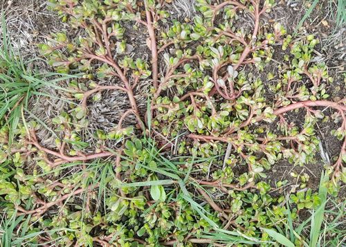 How to Control a Purslane Weed 
