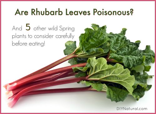 Is Rhubarb Toxic? 