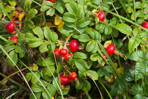 Rose Hips - Easy Plants to Grow 